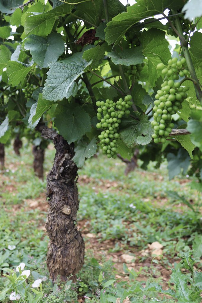 Grappes de Pinot Noir