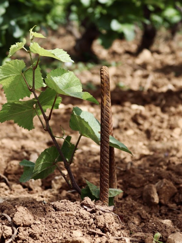 Plant de Pinot Noir